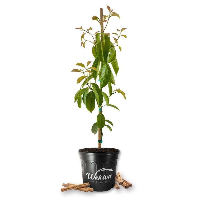 cinnamon for garden plants Ceylon Cinnamon Tree - Live Plant in a 3 Gallon Growers Pot