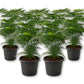 Plumosa Fern - Live Starter Plants - Asparagus Setaceus