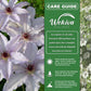 Clematis Snow Queen - Live Starter Plants in 2 Inch Growers Pots - Starter Plants Ready for The Garden - Rare Clematis for Collectors