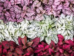 Polka Dot Plant - Live Starter Plants - Hypoestes Phyllostachya - Compact Colorful Tropical Beauty Mosaic Foliage
