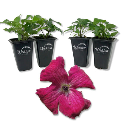 Clematis Kermesina - Live Starter Plants - Bold Beautiful Velvety Classic Red Flowering Vine