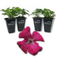 Clematis Kermesina - Live Starter Plants - Bold Beautiful Velvety Classic Red Flowering Vine