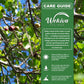Governors Plum Tree - Ramontchi - Live Plant in a 3 Gallon Growers Pot - Flacourtia Indica - Beautiful Edible Fruit Bearing Tree for Patio and Garden