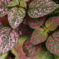 Tricolor Polka Dot Plant - Live Plants in 2 Inch Growers Pots - Hypoestes Phyllostachya - Compact Colorful Tropical Beauty Mosaic Foliage