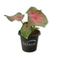 Camilla Caladium Plant - Live Starter Plants - Caladium Bicolor - Beautiful Multi Colorful Foliage Easy Care Houseplant