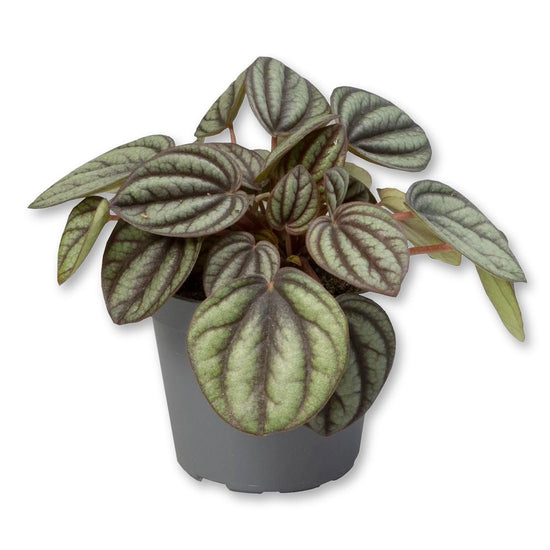 Peperomia Piccolo Banda - Live Starter Plants in 2 Inch Growers Pots - Peperomia Albovittata - Elegant Easy Care Indoor Houseplant