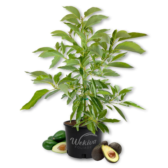 Avocado Tree - Grafted - Live Plant in a 3 Gallon Growers Pot - Persea Americana - Beautiful Edible Fruit Bearing Tree for Patio and Garden