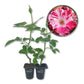 Fourth of July Rose Bush - Live Starter Plants - Beautiful Multicolored Climbing Rose - Strongly Scented Red and White Splashed Blooms