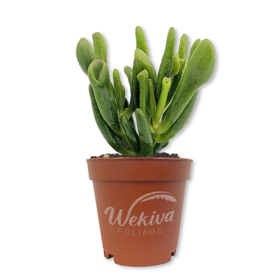 Hobbit Jade Plant - Live Starter Plants - Crassula Ovata - Drought Tolerant Easy Care Succulent Houseplant
