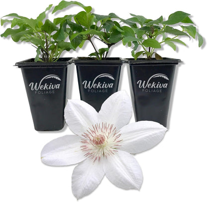 Clematis Henryi - Live Starter Plants in 2 Inch Growers Pots - Starter Plants Ready for The Garden - Beautiful White Flowering Vine