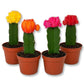 Puff Euphorbia Cactus - Live Starter Plants - Grafted Euphorbia Trigona - Colorful Architectural Crowned Cactus Succulent