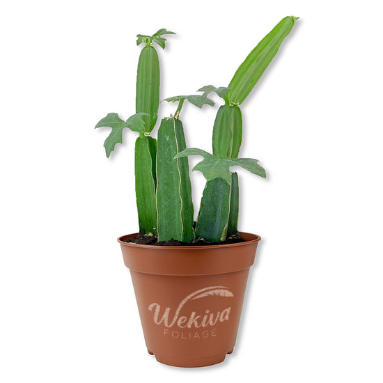 Veldt Grape Plant - Live Starter Plants - Cissus Quadrangularis - Elegant Indoor Outdoor Succulent Easy Care