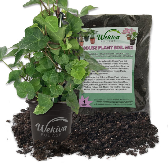English Ivy Tree and Soil Mix Combo - Live Plant in a 4 Inch Pot with 1 Quart HousePlant Soil Mix - Hedera Helix with Custom Soil Blend