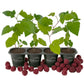 Raspberry Bush - 4 Live Starter Plants - Rubus - Edible Berry Bearing Bramble Shrub for Fruit Garden and Patio