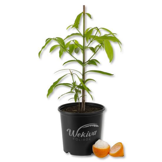 Achichiru Tree - Live Plant in a 3 Gallon Growers Pot - Garcinia Humilis - Beautiful Edible Fruit Bearing Tropical Tree for Patio and Garden