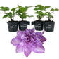 Clematis Proteus - Live Starter Plants in 2 Inch Growers Pots - Starter Plants Ready for The Garden - Beautiful Lilac Flowering Vine