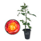 Pinata Rose Bush - Live Starter Plants in 2 Inch Growers Pots - Beautifully Fragrant Floribunda Rose - A Versatile Beauty with Large Blooms