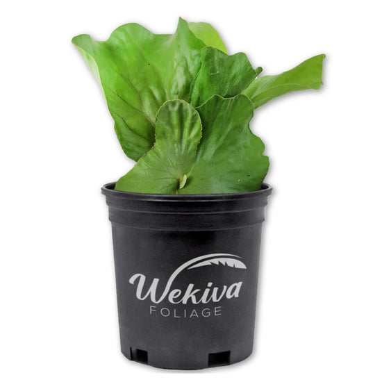 Staghorn Fern - Live Plant in a 6 Inch Pot - Platycerium Bifurcatum - Extremely Rare and Exotic Ferns from Florida
