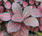 Red Fittonia - Live Starter Plants - Fittonia Albivenis - Beautiful Striking Colorful Houseplant