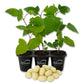 Blackberry Plant - 3 Live Starter Plants - Rubus - Edible Fruit Bearing Bush for Patio and Garden