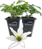 Clematis Sweet Autumn Paniculata - Live Starter Plants in 2 Inch Growers Pots - Starter Plants Ready for The Garden - Rare Clematis for Collectors