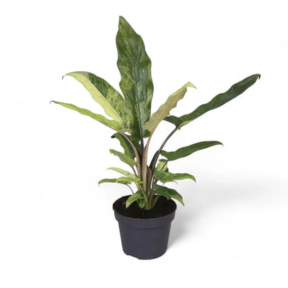 Variegated Purple Sword Alocasia -  1 Live Plant in a 4 Inch Pot - Alocasia Lauterbachiana Variegated - Striking Dramatic Full Houseplant