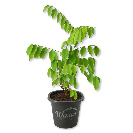 Sweet Leaf Bush - Katuk - Live Starter Plants - Sauropus Androgynus - Grow Your Own Edible Foliage Garden Shrub