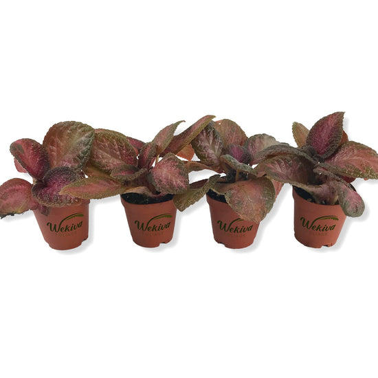 Purple Rain Episcia - Live Starter Plants - Episcia Cupreata