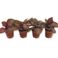Purple Rain Episcia - Live Starter Plants - Episcia Cupreata