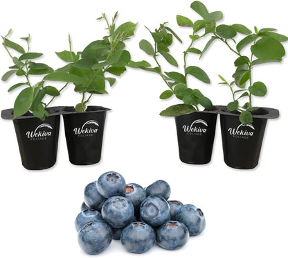 Blueberry Plant - 4 Live Starter Plants - Vaccinium - Edible Fruit Bearing Tree for The Patio and Garden