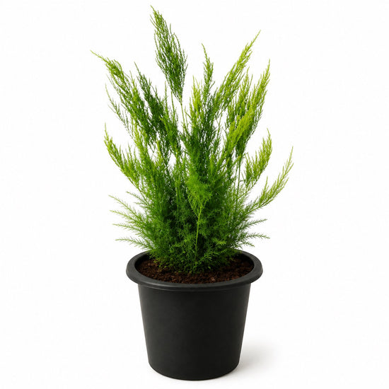 Lace Fern - Live Starter Plants - Asparagus Pyramidalis