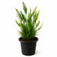 Lace Fern - Live Starter Plants - Asparagus Pyramidalis