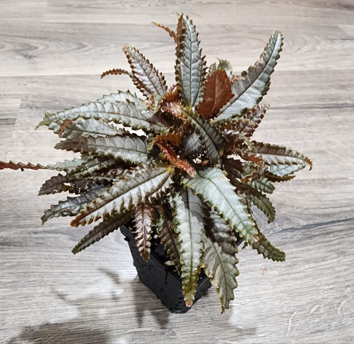 mystery succulent Dark Mystery Friendship Plant - Live Starter Plants