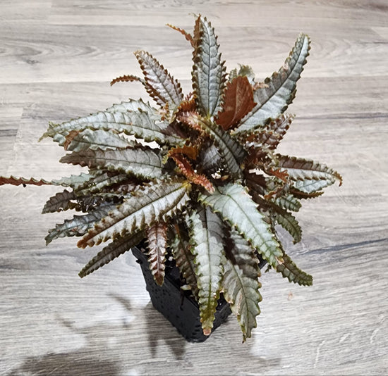 Dark Mystery Friendship Plant - Live Starter Plants - Pilea Hitchcockii - Compact Textured Easy Care Sculptural Houseplant