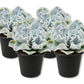 Echeveria Crispate Beauty - Live Starter Plants - Echeveria Lilacina