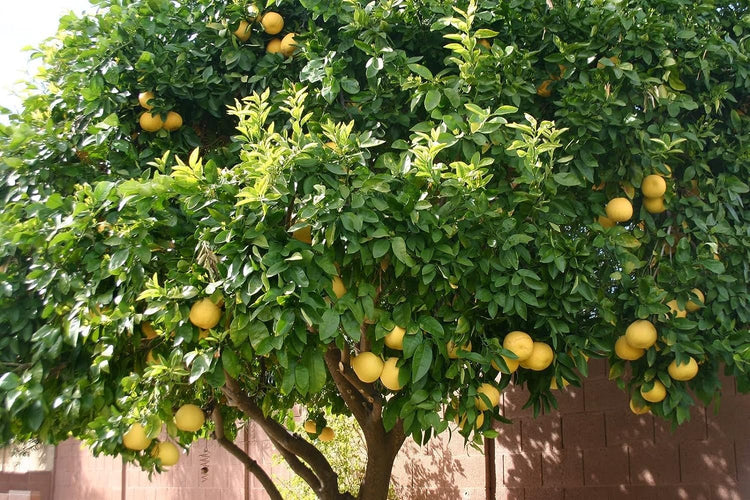 grapefruit plant in pot Ruby Red Grapefruit Tree - Live Plant in a 5 Gallon Pot