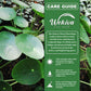 Chinese Money Plant - Live Starter Plants - Pilea Peperomioides - Compact Rounded Coin Leaf Easy Care Sculptural Houseplant