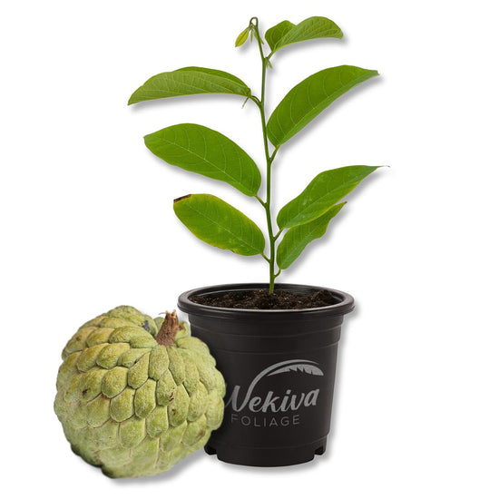 Sugar Apple Tree - Sweetsop - Live Plant in a 4 Inch Growers Pot - Annona Squamosa - Beautiful Edible Fruit Bearing Tree for Patio and Garden