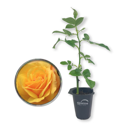 Good As Gold Rose Bush - Live Starter Plants - Beautifully Fragrant Hybrid Tea Rose - A Versatile Beauty with Colorful Golden Blooms