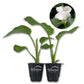 White Giant Calla Lily - Live Starter Plants in 2 Inch Pots - Zantedeschia Aethiopica - Elegant Low Maintenance Air Purifying Flowering Indoor Outdoor