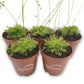 Sundew Drosera Carnivorous Plant - Live Plants in 3 Inch Pots - Beautiful Easy Care Indoor Tropical Carnivorous Plants