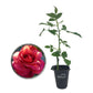 Hot Cocoa Rose Bush - Live Starter Plants in 2 Inch Growers Pots - Beautifully Fragrant Floribunda Rose - A Versatile Beauty with Large Blooms