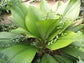 Joey Magnifica Palm - Live Plant in a 3 Gallon Pot - Johannesteijsmannia Magnifica - Extremely Rare Ornamental Palms of Florida