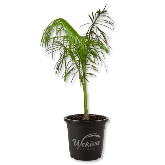 Royal Palm - 1 Live Plant in a 4 Inch Growers Pot - Roystonea Regia - Rare Tropical Ornamental Tree Feathery Frond Foliage