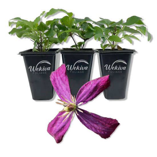 Clematis Sweet Summer Love - Live Starter Plant in a 2 Inch Growers Pot - Starter Plants Ready for The Garden - Rare Clematis for Collectors