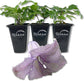 Clematis Betty Corning - Live Starter Plants in 2 Inch Growers Pots - Starter Plants Ready for The Garden - Rare Clematis for Collectors