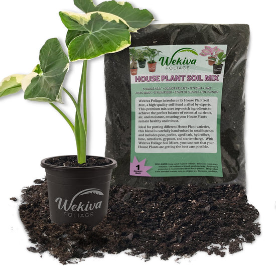 Alocasia Mickey Mouse Plant & Houseplant Soil Combo - Live Plant in a 4 Inch Pot with 1 Quart House Plant Soil Mix - - Xanthosoma Sagittifolium Variegatum Monstrosum with Custom Soil Blend