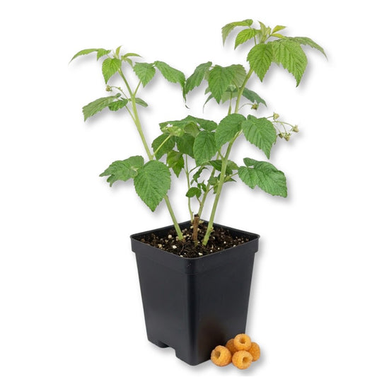 Fall Gold Raspberry Bush - Single - 3 Inch Pot - Rubus Strigosus