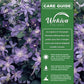 Clematis Arabella - Live Starter Plants in 2 Inch Growers Pots - Starter Plants Ready for The Garden - Rare Clematis for Collectors