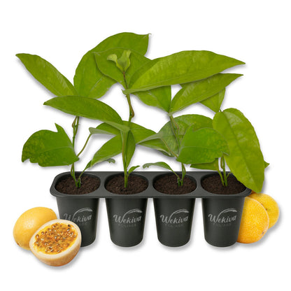 Passion Fruit Plant - 4 Live Starter Plants - Edible Fruit Bearing Vine for The Patio and Garden